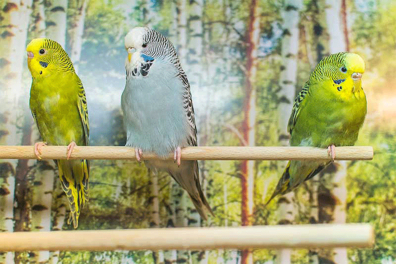 Vogelabteilung - Zoo Knutzen in Kiel