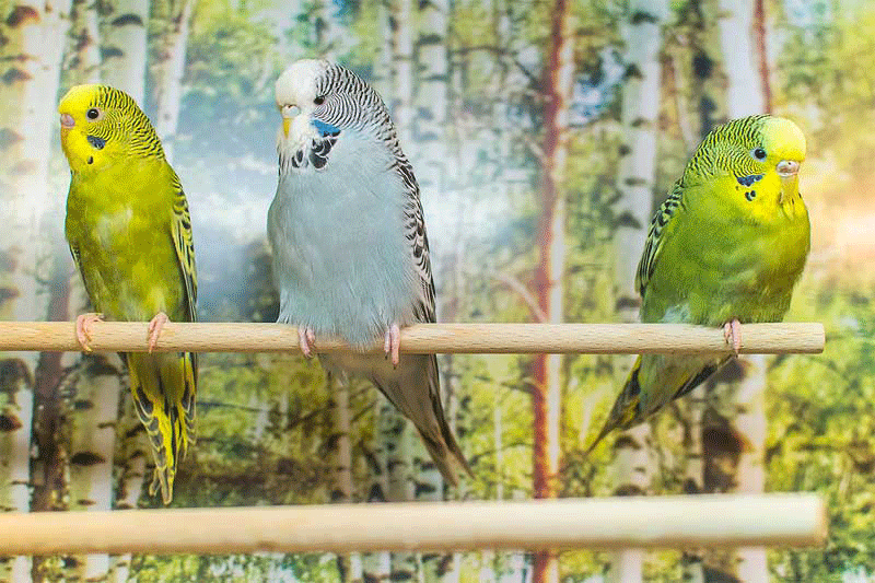 Vogelabteilung - Zoo Knutzen in Kiel Vogelabteilung - Zoo Knutzen in Kiel