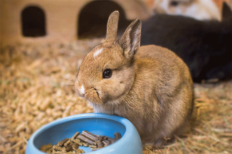 Kleintierabteilung - Zoo Knutzen in Kiel Kleintierabteilung - Zoo Knutzen in Kiel