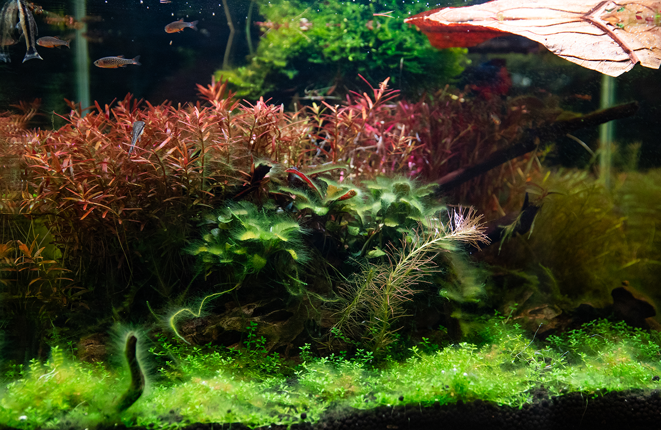 Aquarium with green and red plants, small fish swimming, and a large brown leaf floating at the top.