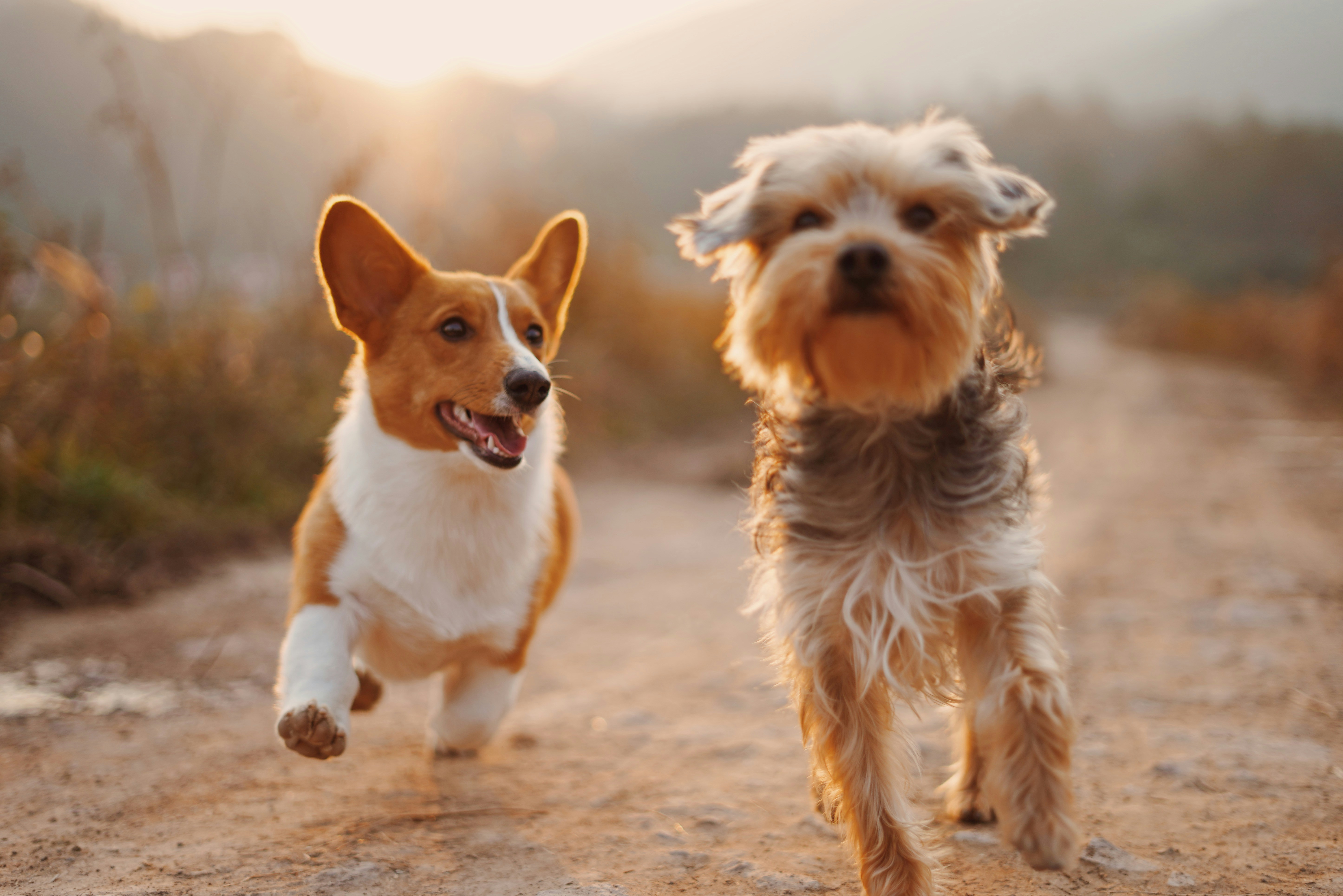 Two dogs running on a dirt path at sunset, one with brown and white fur, the other with shaggy gray fur.