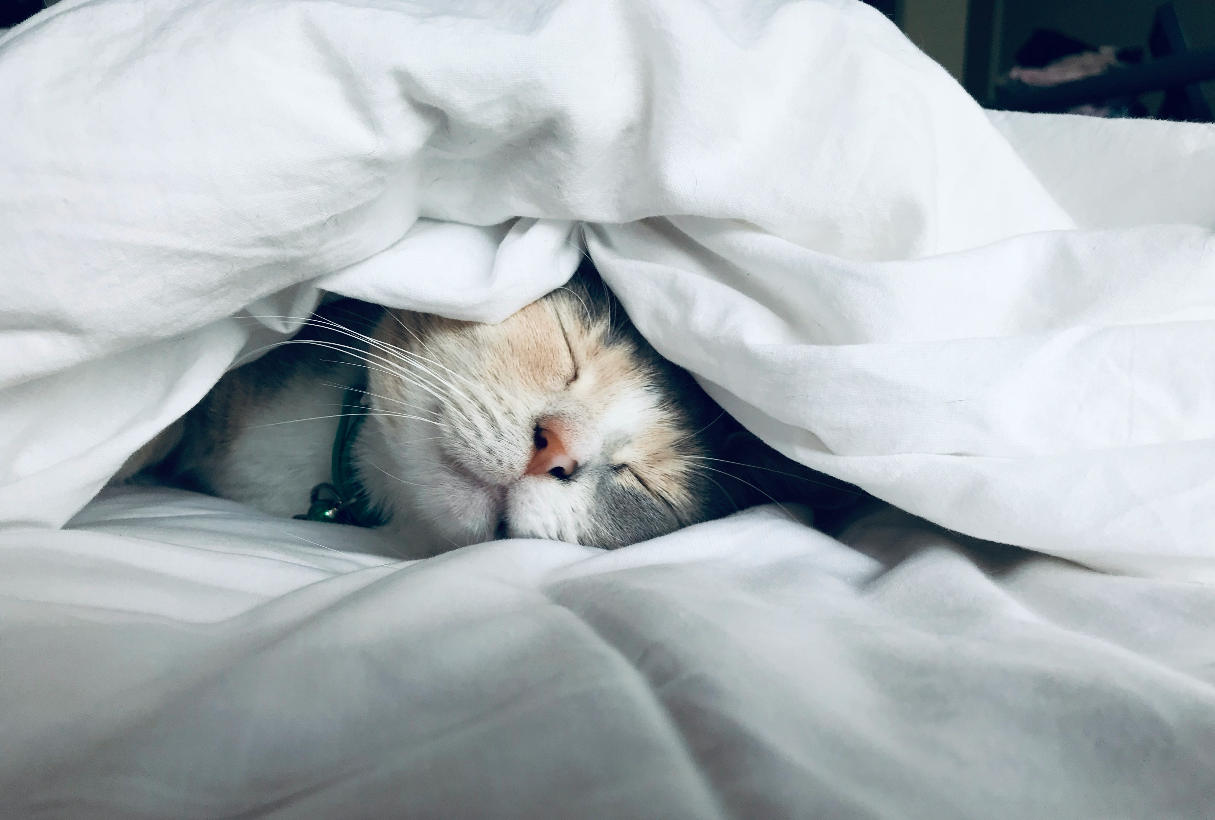 A cat with closed eyes peacefully sleeping under white blankets.