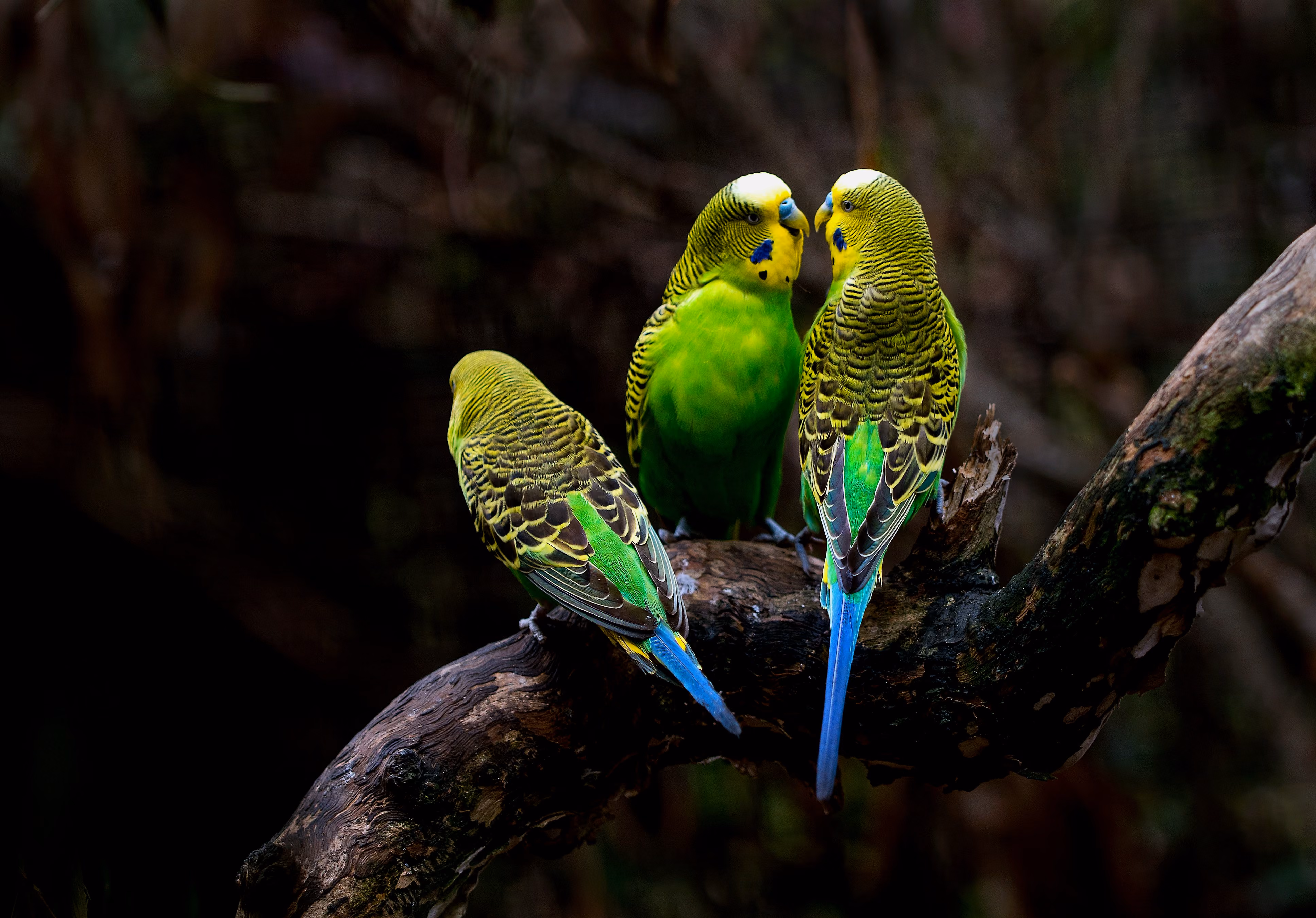 Three colorful budgerigars perched on a dark tree branch with a blurred background.