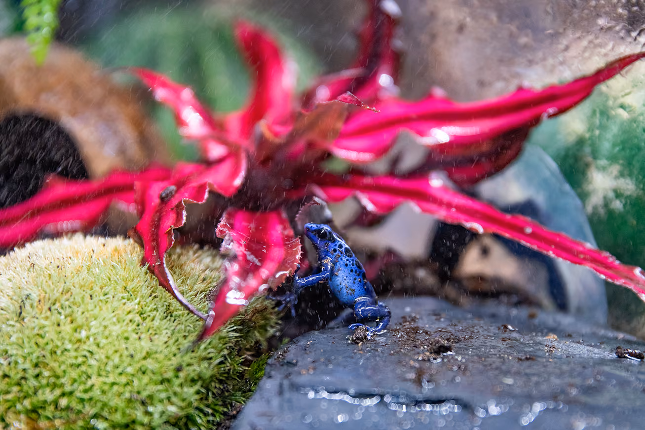 Small blue poison dart frog on wet stone near bright pink and green plants in a terrarium.